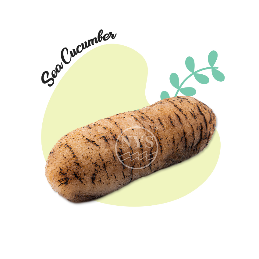 sea-cucumber9